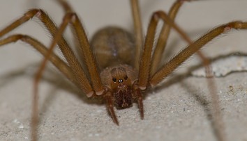 Turistu v Grécku uhryzol pavúk. Lekárom sa ho nepodarilo zachrániť