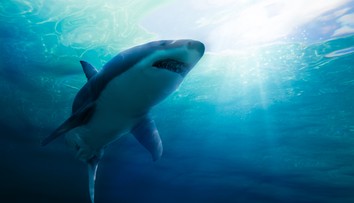 Žralok zaútočil na surfistu pri havajských brehoch. Život mu zachránil pohotový ťah polície