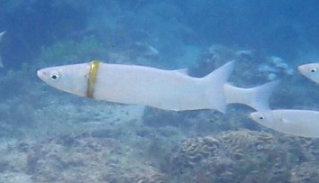 Počas plávania prišiel o obrúčku. Po mesiacoch ju zbadala potápačka navlečenú na rybe