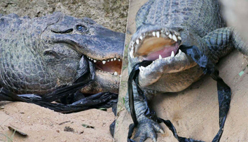 Testujú, či ešte žijú. Zoo prosí návštevníkov, aby nehádzali do zvierat kamene