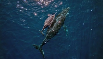 Dobrodružná veľryba prekvapila vedcov. Na ceste k rekordu preplávala cez tri oceány