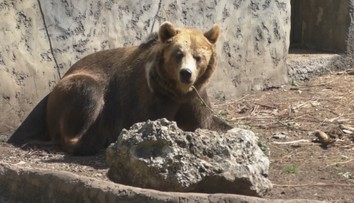 Štátna ochrana prírody chce meniť internú smernicu. Tá je kľúčová pre elimináciu medveďov