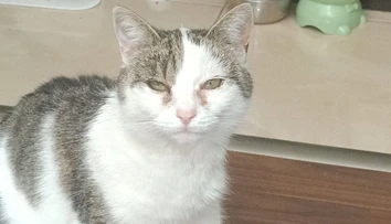 Viac ako deň hľadala svoju mačku. Našla ju postrelenú na vlastnom pozemku