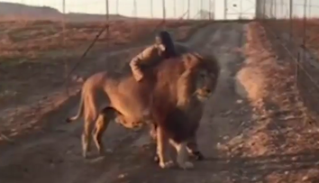 Aj lev je iba mačička a kompromisy preto nerobí! Pozrite si zhýčkaného kráľa džungle