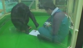 Vedela pracovať s číslami a prekabátila aj vedcov. Zomrela celosvetovo známa šimpanzica