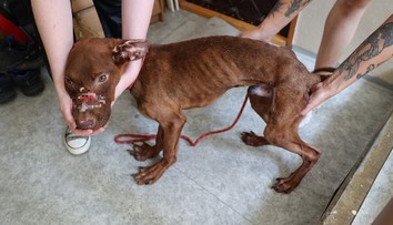 FOTO: Vychudnutý, doráňaný a bez častí uší. Mladý pár brutálne týral svojho psa