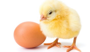 Tak čo bolo skôr, kurča alebo vajce? Japonci prišli s odpoveďou