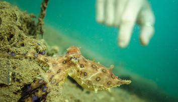 FOTO: Sú ľahko prehliadnuteľné, no smrteľne nebezpečné. Na tieto živočíchy si na dovolenke dajte pozor
