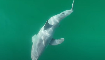 VIDEO: Vedci prvýkrát nakrútili mláďa jedného z najobávanejších žralokov. Prekvapilo ich, ako vyzerá