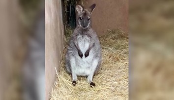 Klokana kúpili deťom pod stromček, ten im utiekol na Štedrý deň. Rodičia prosia o pomoc