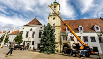 Bratislava už má vianočný stromček. Na záhrade pána Jozefa v Karlovej Vsi stál dlhé roky