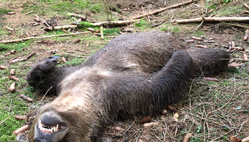 GALÉRIA+VIDEO: Muž, ktorý našiel zastreleného medveďa, prehovoril. Z čudného postupu neskrýva rozčarovanie