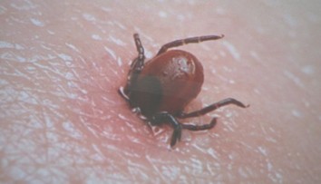 Viete si správne vybrať kliešťa? Na olej a točenie v protismere hodinových ručičiek zabudnite