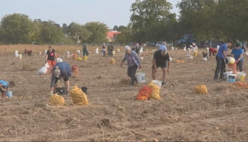 Tradícia, ktorá spája generácie. Rodiny na Zemplíne opäť vyrazili na pole zbierať zemiaky