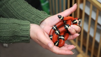 Ľudí v Česku šokoval exotický had. Zamestnankyňa kultúrneho domu ho chytila na čokoládu