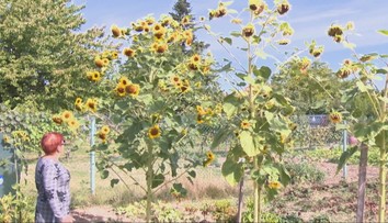 Atrakcia v záhrade neďaleko Levíc. Pán Jozef vypestoval takmer štyri metre vysokú slnečnicu