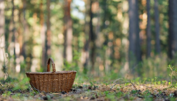 Slováci už nachádzajú prvé huby. Mnohí si však jednu zamieňajú s tou, kde hrozí smrteľná otrava (+ mapa)