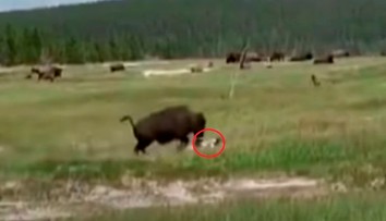 VIDEO: Na ženu zaútočil takmer tonový bizón. Keď zakopla, urobila to najlepšie, čo mohla