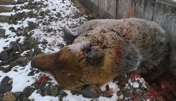 Srdcervúce foto. Vlak v Turčeku zrazil medveďa hnedého