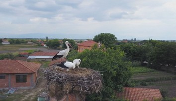Bocianie hniezdo váži aj tonu a nie každý komín ho udrží. Ich trus navyše dokáže rozleptať aj vedenie