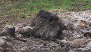 Mali skončiť v kafilérii, namiesto toho kusy lesnej zveri porozhadzovali po lese