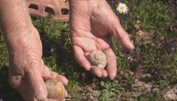 Trápia vás slimáky, krtko či mravce? Záhradkári ukázali, čo na nich funguje