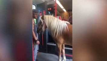 Cestujúci onemeli. Do vlaku nastúpil kovboj s koňom