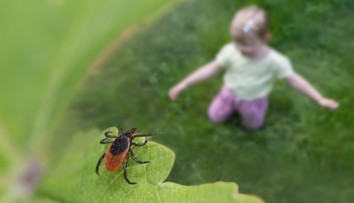 Blízko našich hraníc platí mimoriadne riziko napadnutia kliešťom. Ľudí varujú, aby nechodili do lesov