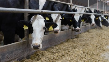 Štát spúšťa 44-miliónovú výzvu pre farmárov, ktorí pre SLAK museli zlikvidovať svoj dobytok