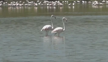 Niečo sa deje s ikonou Afriky. Plameniaky strácajú svoju typickú ružovú farbu