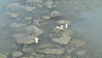 VIDEO: Mŕtve ryby v Toryse vydesili miestnych. Rybári prišli s nečakaným vysvetlením