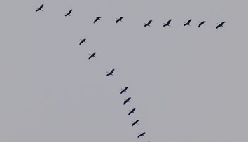 Milióny vtákov opúšťajú Slovensko. Vedci stále nevedia, ako sa orientujú