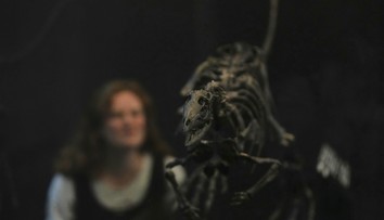 FOTO: Vedci objavili nový druh malého dinosaura, bol veľký ako labrador. Pomôže prepísať dejiny pravekého sveta