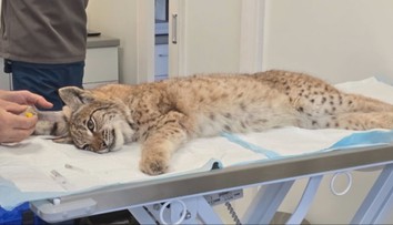 V bojnickej zoo prijali mláďatá rysa, ktoré prišli o matku. Ich správanie zaskočilo aj skúsených ošetrovateľov