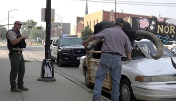 GALÉRIA: Policajti sa nestačili čudovať. Je to člen rodiny, bránil vodič nezvyčajného spolujazdca