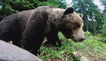 Pozor na medvede pri Banskej Bystrici: Teraz sú nebezpečnejšie než inokedy