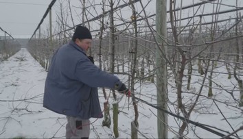 Ovocinári sa neflákajú ani v silných mrazoch. Majú dôležitú prácu, bez ktorej by nebola úroda