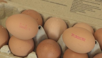 Fipronilový škandál stále žije. Na východnom Slovensku našli ďalšie nakazené vajcia