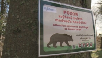 Medvede zranili tento rok najviac ľudí v histórii Slovenska. Nepomohli opatrenia vlády ani nasadenie armády