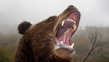 Desivý útok grizlyho na školákov a hrdinský zásah učiteľa: Šelma zranila 11 ľudí, tri deti sú v kritickom stave