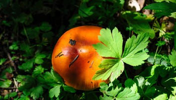 FOTO: Nájsť ju na Slovensku je skutočná vzácnosť. Jozef objavil v lese „kráľovnú“ našich húb