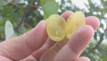 Hrozno, ktoré chutí ako jahoda, citrón či cukrová vata. Ján z Lučenca pestuje netradičné odrody