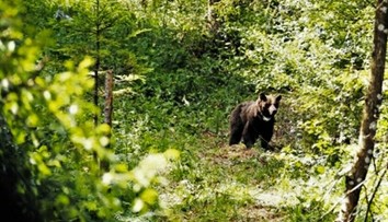 V tomto roku napadol medveď sedem ľudí. Jeden stret s človekom bol smrteľný