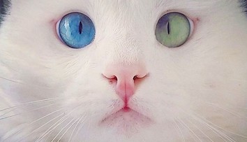 Z kocúra je miláčik internetu. Tento uhrančivý pohľad vás určite dostane