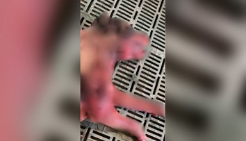 FOTO: Mimoriadne kruté týranie zvierat. Psy končili po nelegálnych zápasoch s desivými zraneniami