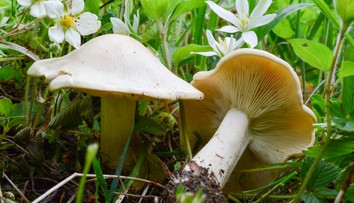 Počet ľudí otrávených hubami sa neustále zvyšuje: Prinášame vám návod na prvú pomoc