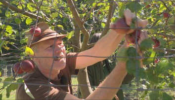 Nie je jablko ako jablko. Navštívili sme ovocinárov, ktorí nám prezradili tajomstvá pôvodných odrôd