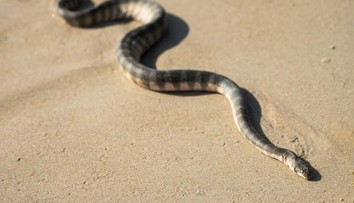 Chorvátsko trápia živočíchy, pred ktorými mnohí utekajú. Slováci, pozor na dovolenkách