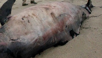 Desiatky vzácnych vorvaňov tuponosých zahynuli na mexickom pobreží