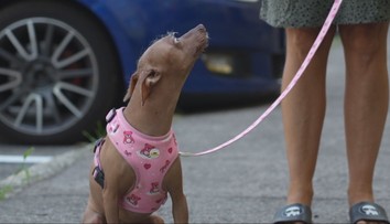 Horúčavy dávajú zabrať aj zvieratám. V zoo ich chladia sprchy a nanuky, veterinári varujú aj majiteľov psov